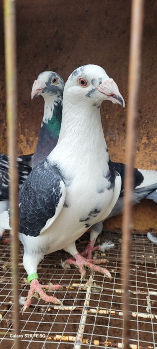 Gołębie staropolskie