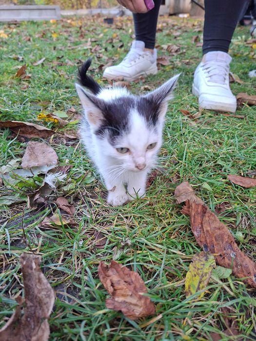 Oddam za darmo kotka