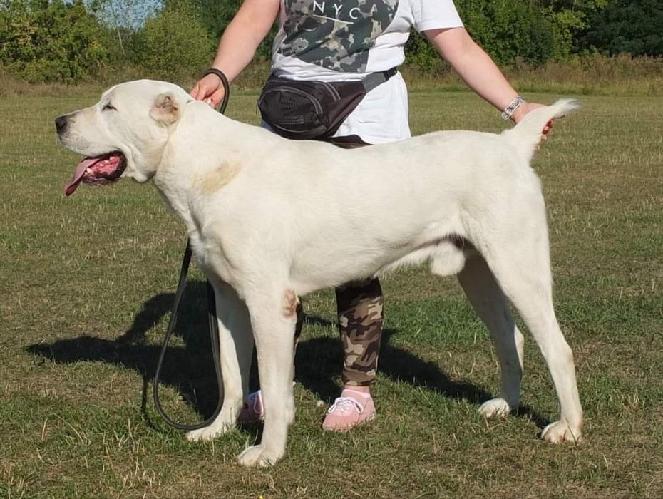 Вязка среднеазиатская овчарка, алабай