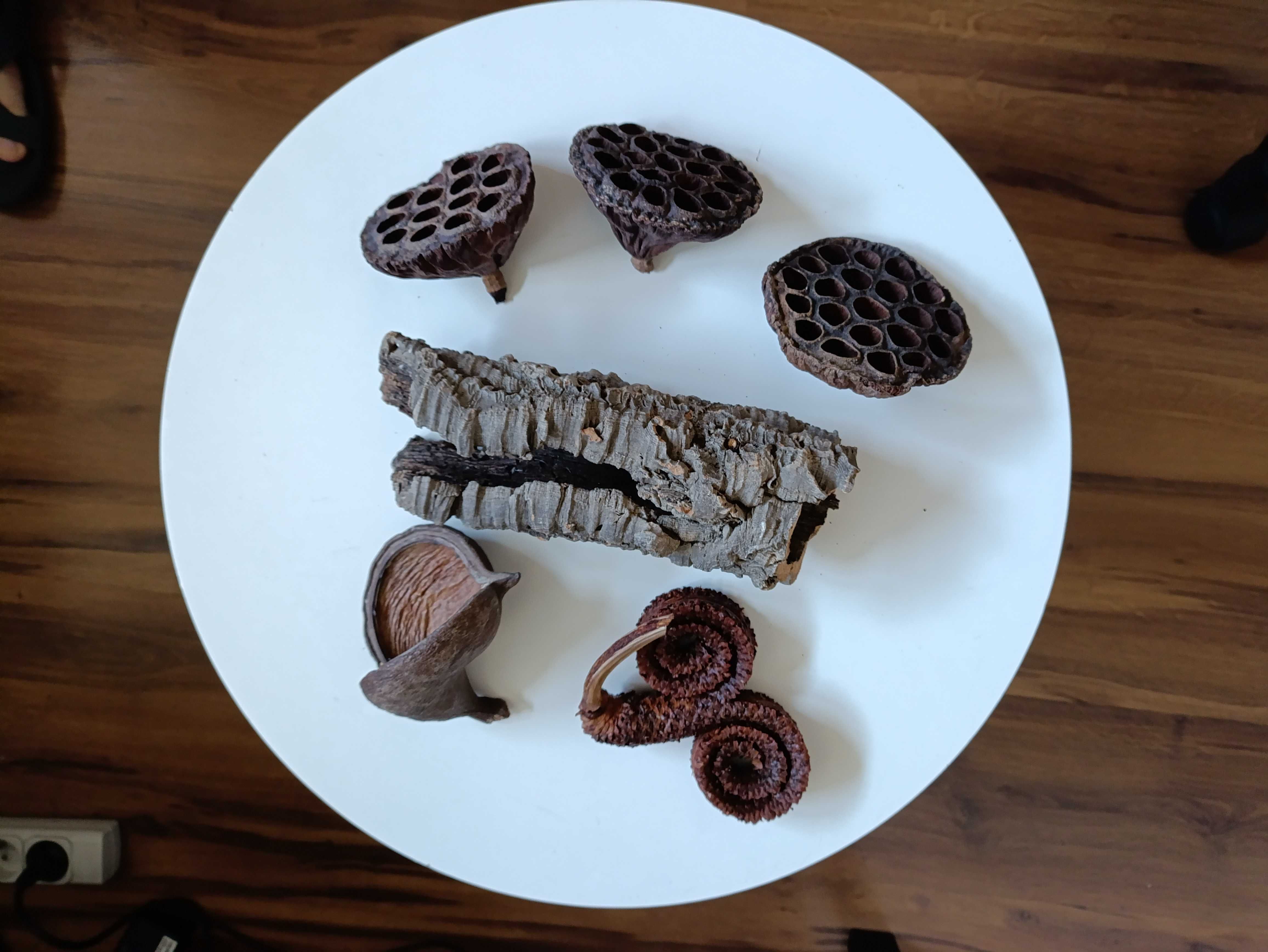 Tuba z kory dębu korkowego- kryjówka do terrarium, rogi palmowe, lotos