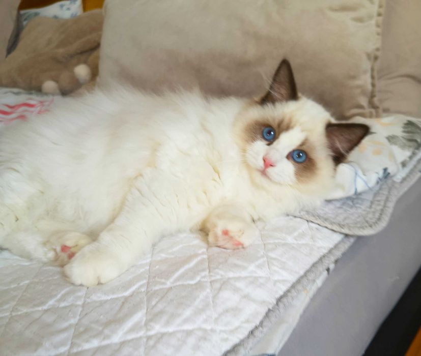 Uroczy kocurek jak miś przytulanka