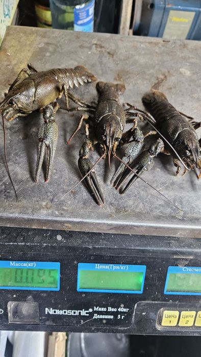 Продам живі та варені раки