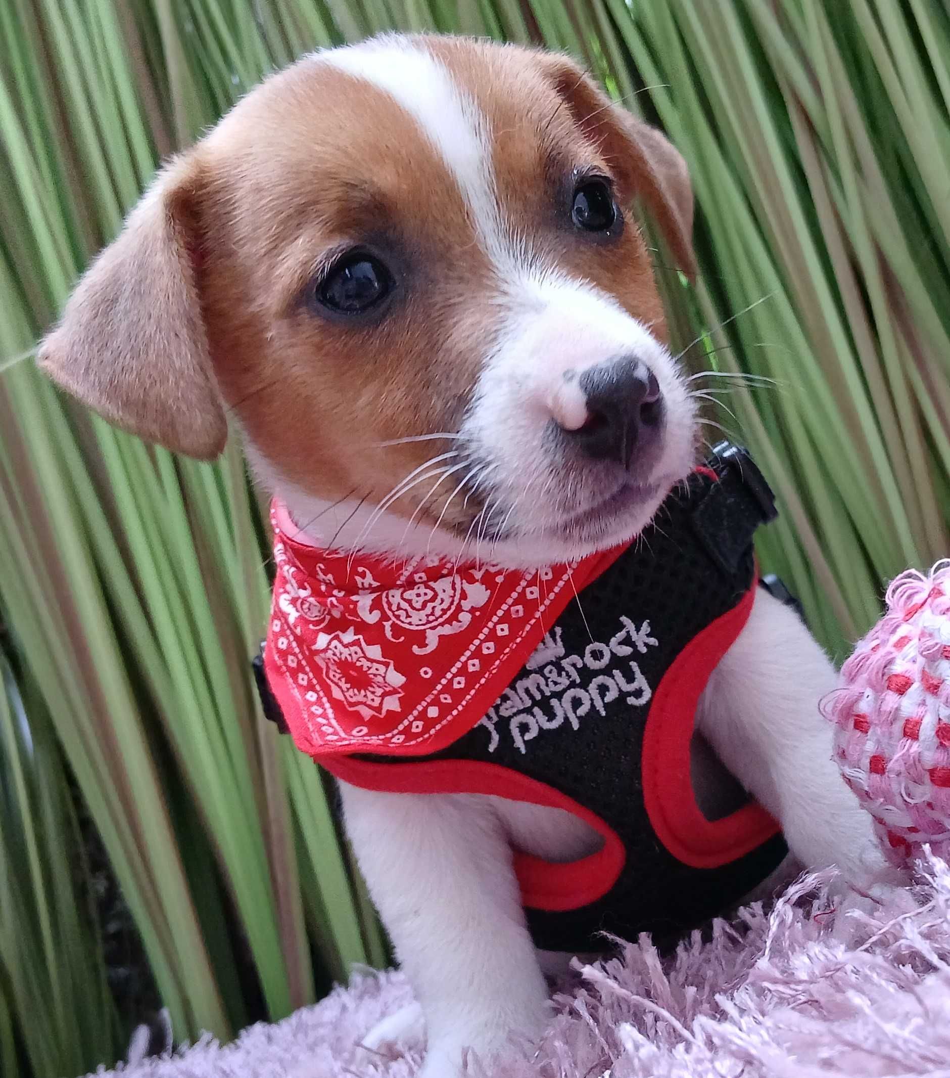 Jack Russell Terrier.  S-U-N-I-A