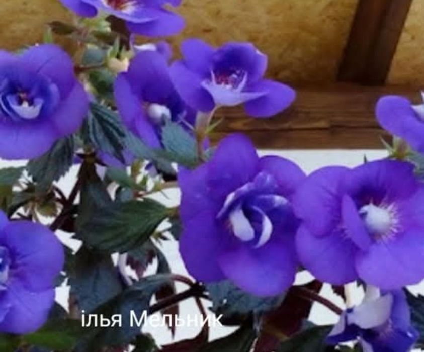 Ахіменеси (ахимынесы)  різоми