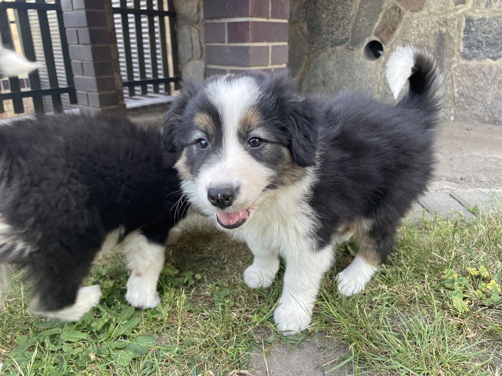 Border Collie Szczeniak