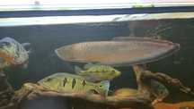 Arowana BLACK exemplar unico 45/50cm