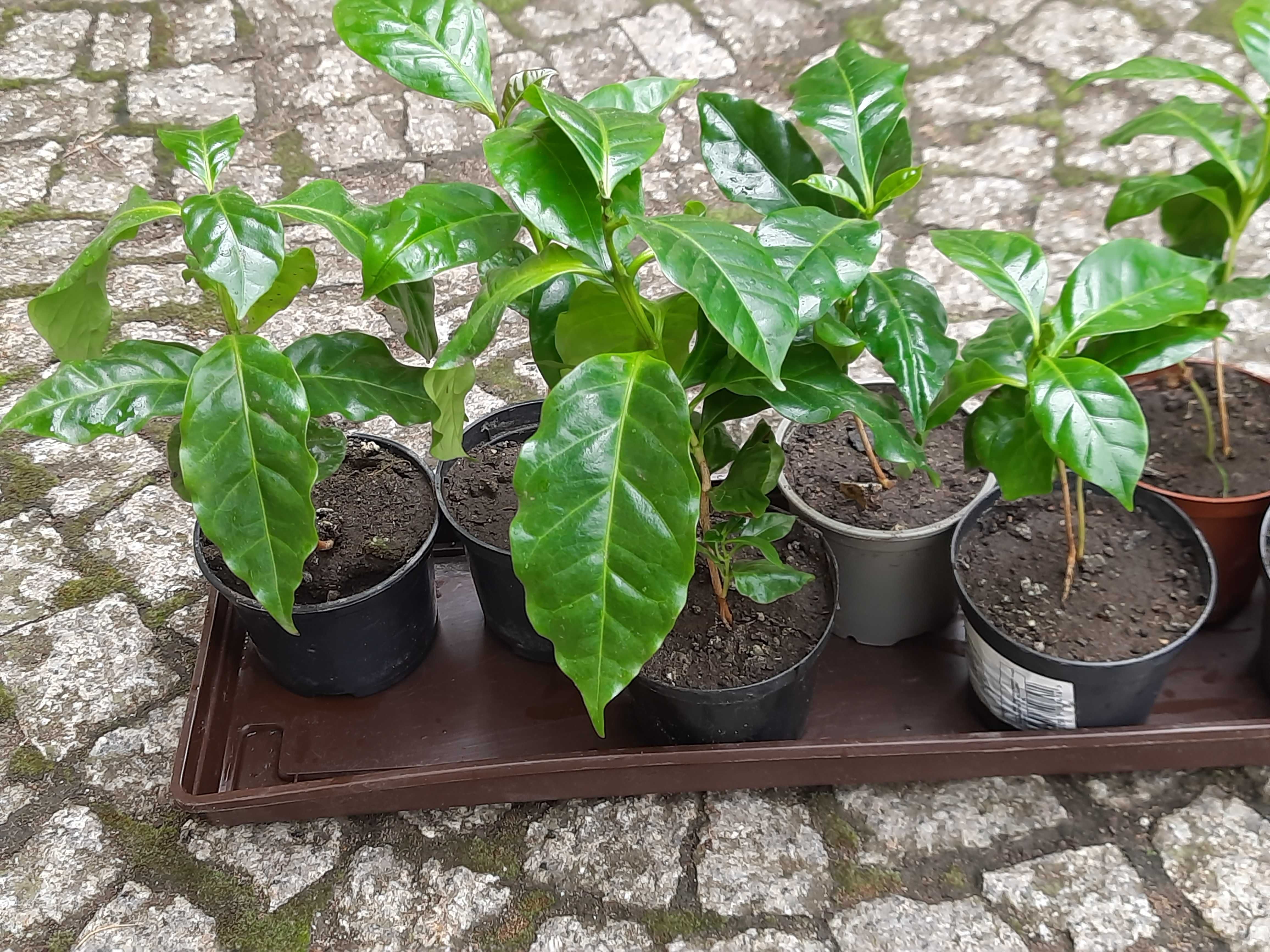 Wyposażenie wnętrz, ozdoba w domu, sadzonka kawy, kawa arabica