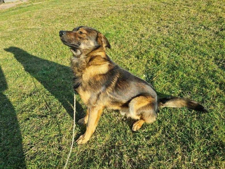 Znaleziono psa Niemysłów.