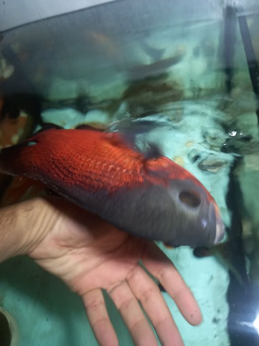 Peixes oscar adultos e filhotes