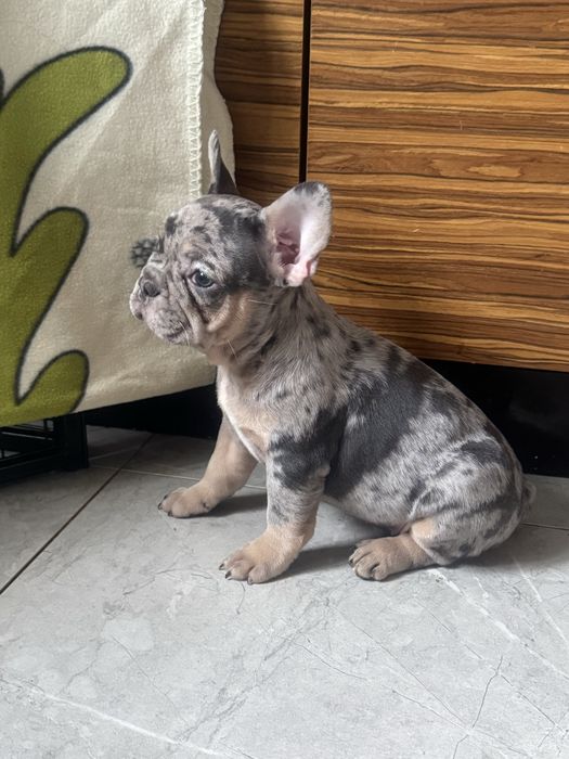 Радість в Ваш дім!Доставка по Україні та за кордон!Розплідник