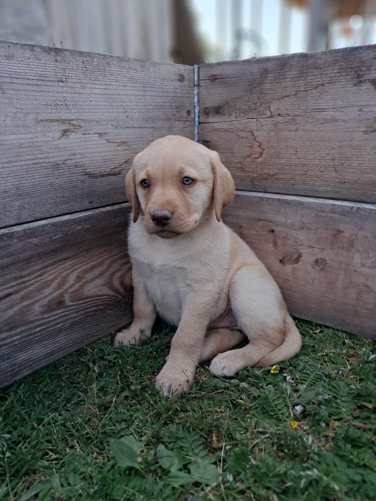 Labrador retriever
