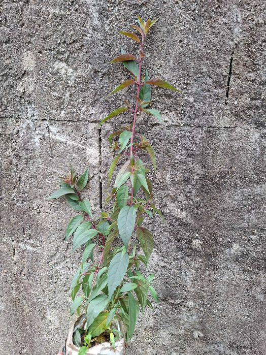 Brinco de princesa comestível