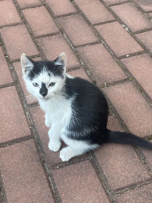 Oddam kotki za darmo