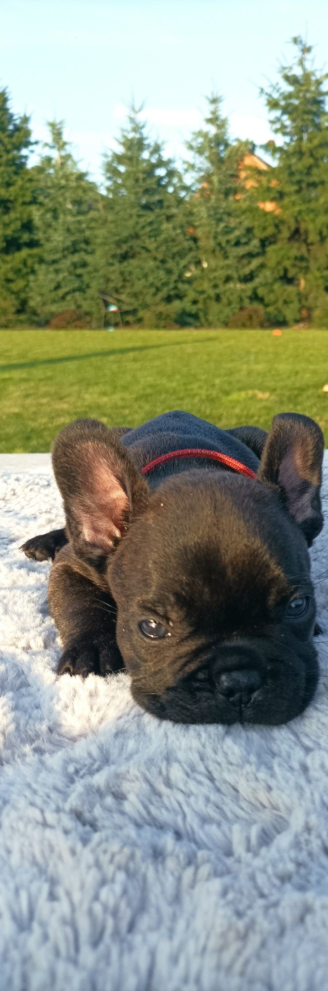 Buldog francuski