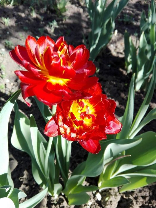 Тюльпаны Махровые Пионовидные Нарцисы