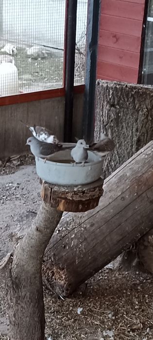 Gołąbki diamentowe