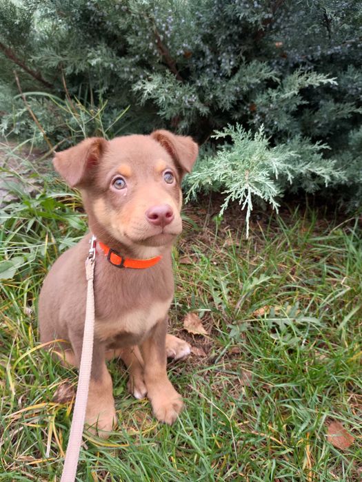 Отдам собаку,мальчик