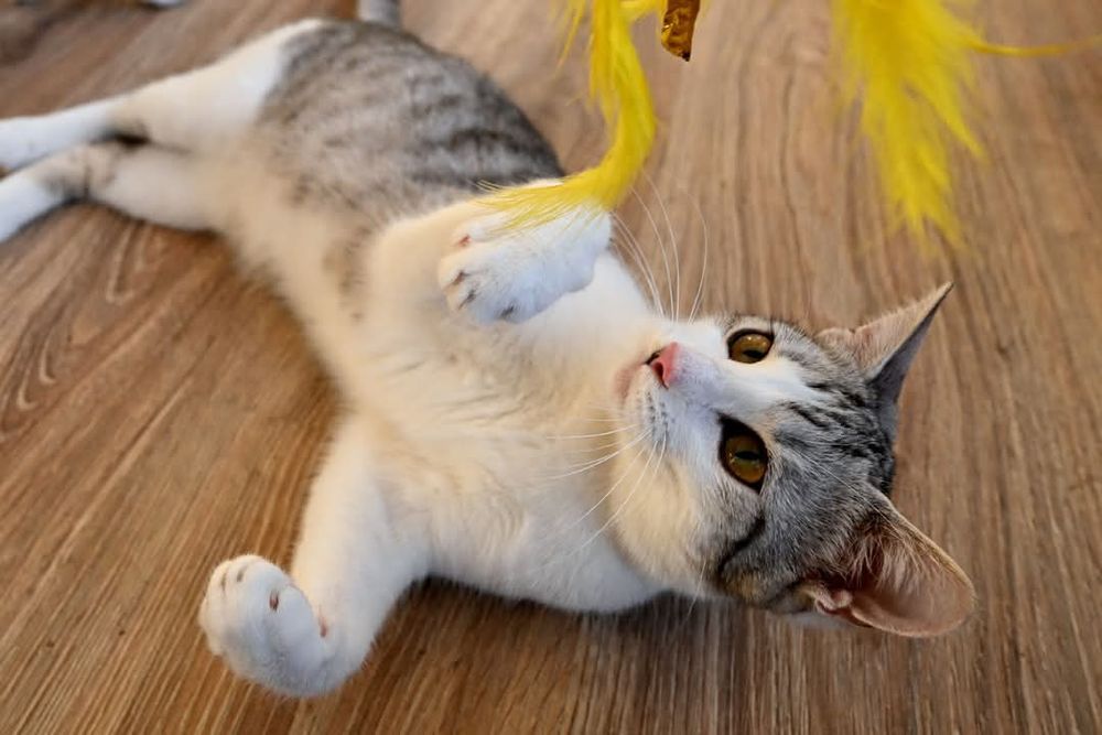 Energiczna kotka Layla szuka kochającego domu