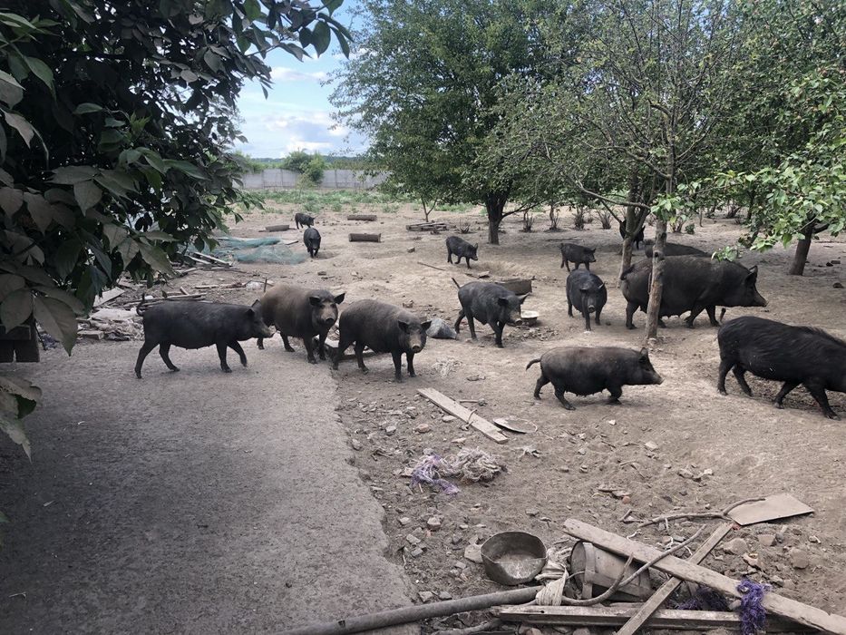 Поросята підсвинки льохи кнурі