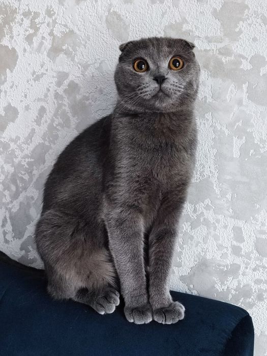 Британська вислоуха Кішка