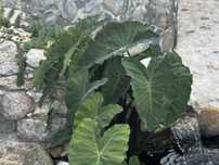 Plantas aquaticas - para lago de jardim