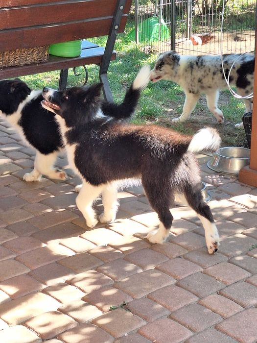 Piesek Border Collie ZKWP/FCI