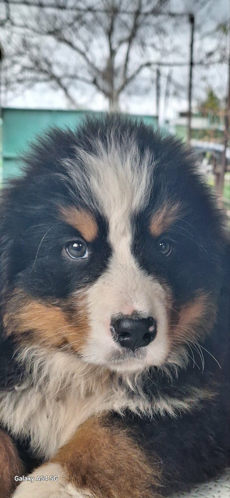 Бернські Зенненхунди(Berner Sennenhund)