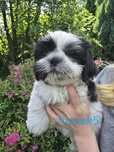 Milusi szczeniaczek Shih Tzu piesek