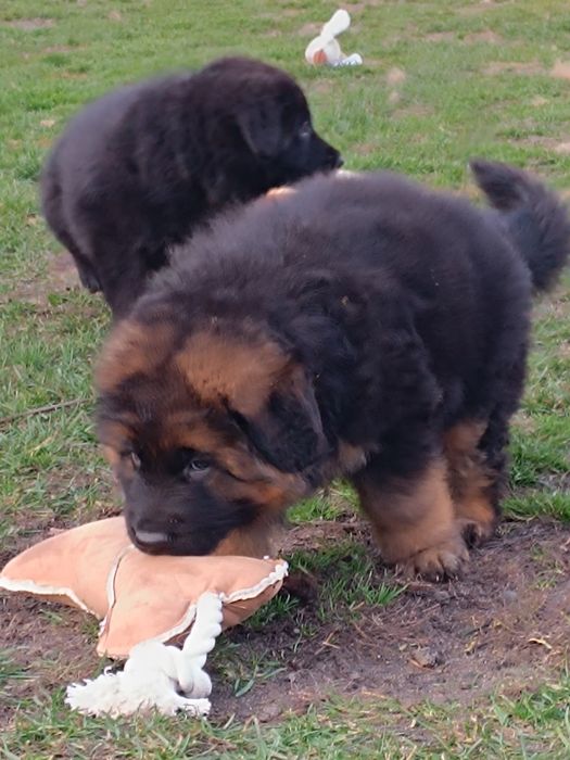 Owczarek niemiecki krótkowłosy suczka