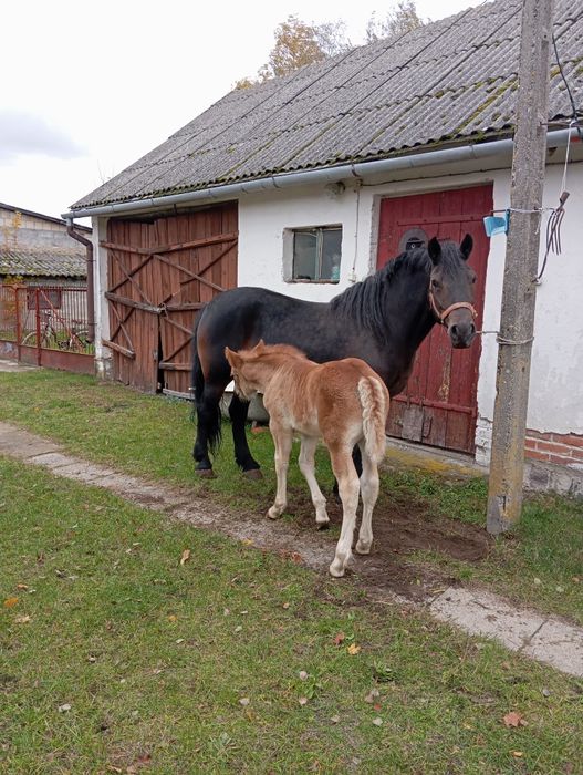 Sprzedam klacz źrebna ze źrebica
