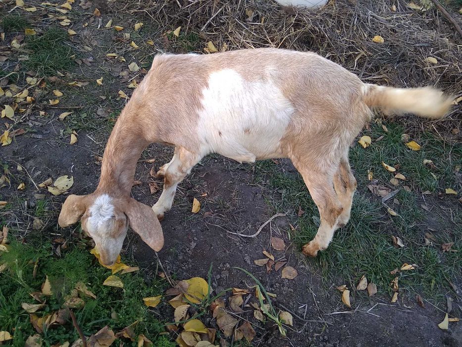 Англо-нубійська кізочка