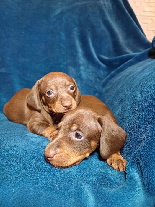 Jamnik czekoladowy krótkowłosy miniatura suczka