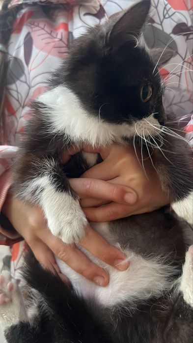 Киця безкоштовно  ( котик, кошеня, кішечка, киця, дівчинка)