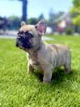 Buldog Francuski