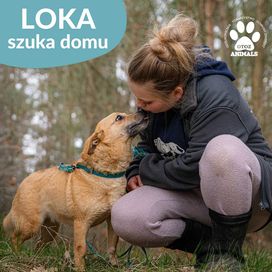 Malutka Loka szuka domu!