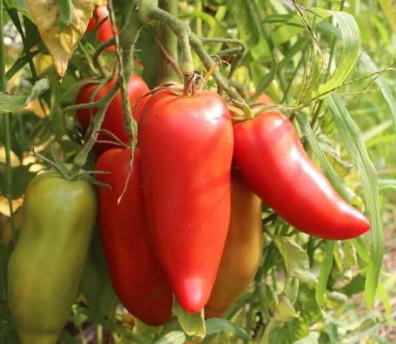 10 Sementes de Tomate Cornue des Andes