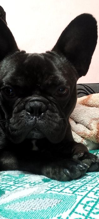 Красивый и Умный Мальчик ищет Девочку! Для  Случки!