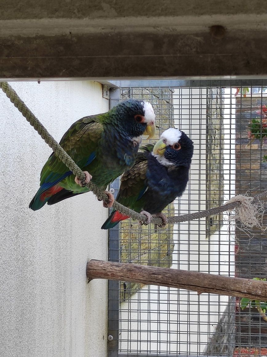 Pionus Senilis -casal