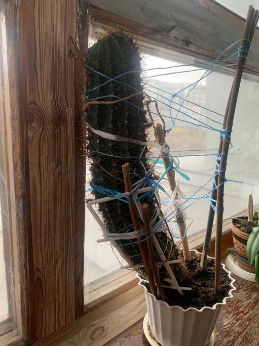 Великий гарний кактус