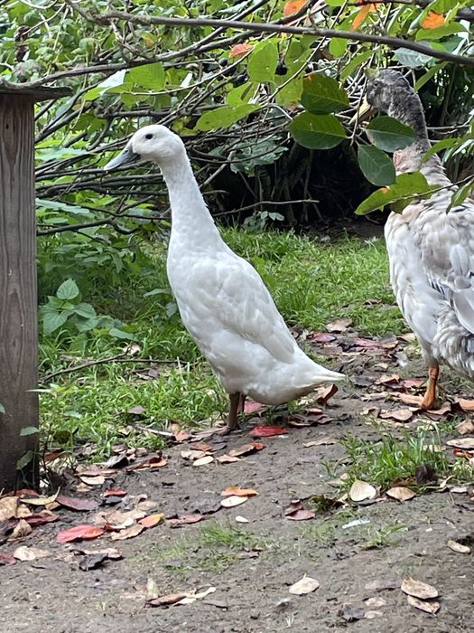 Parka biegusów- pogromców slimakow