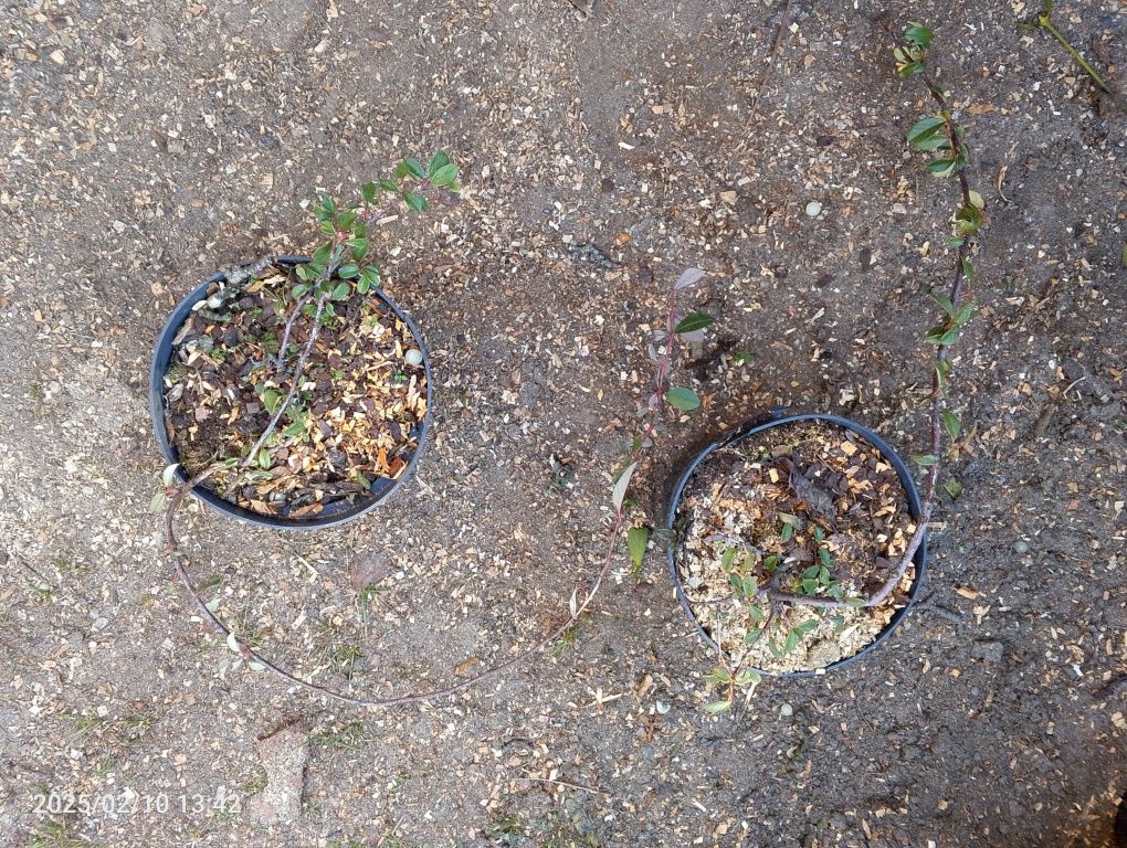Cotoneaster irga sadzonka
