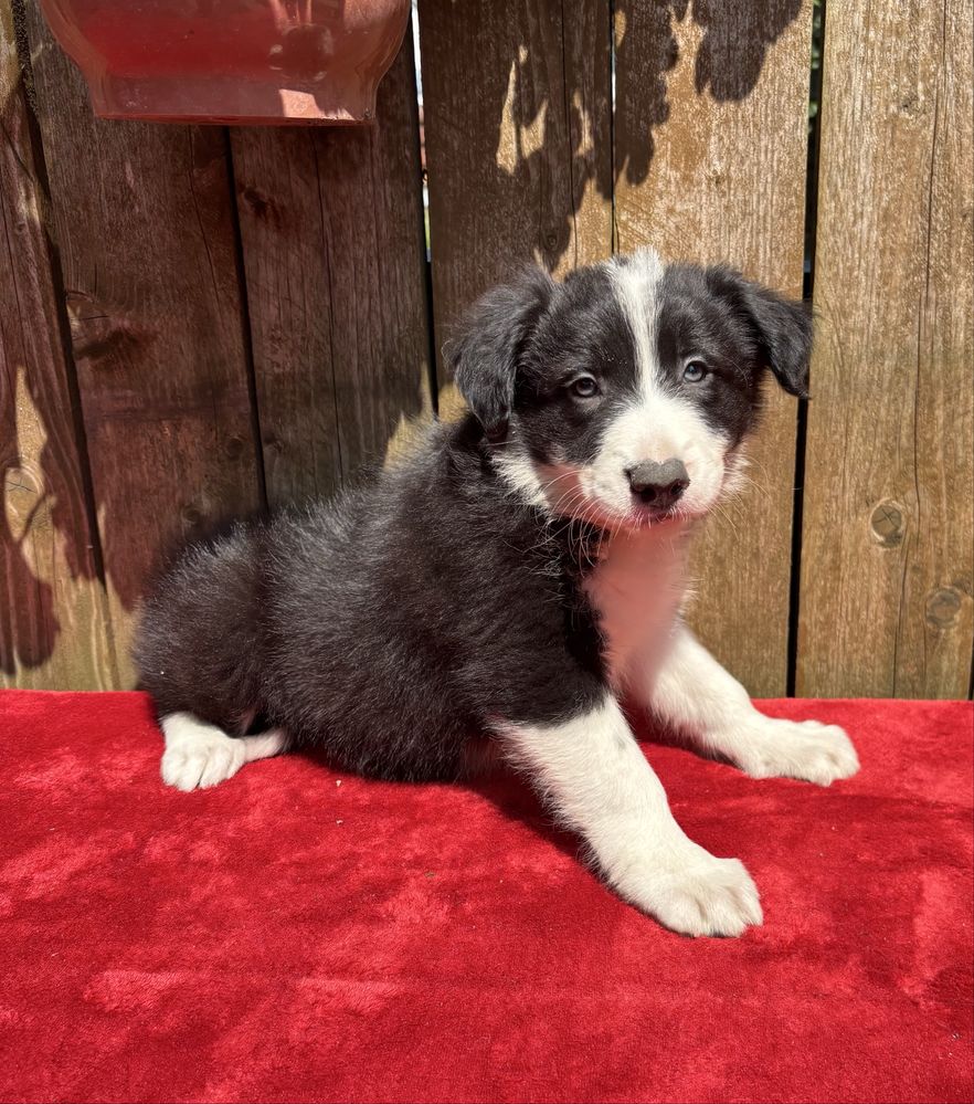 Border collie- piesek