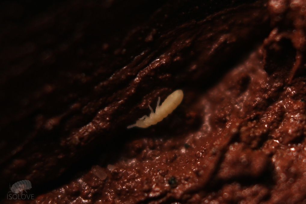 Onychiurinae sp. "snowflakes", rzadkie białe skoczogonki, ekipa sprząt
