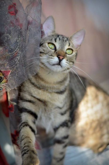 *полосатый кот, отдам, можно к собачке или 2 котиком