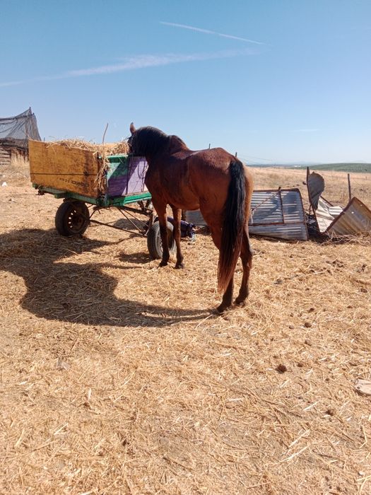 Vendo eu troco é igual muito bem montada