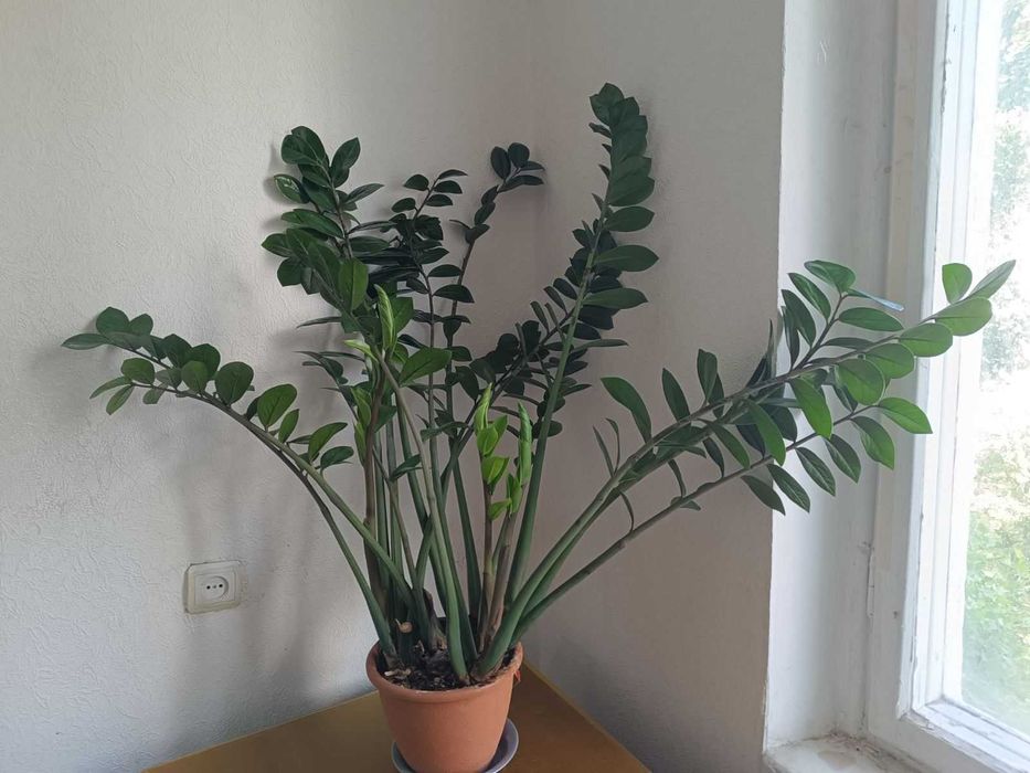 Заміокулькас великий кущ Продам висота 1 м , в активному рості Київ