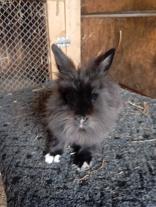 Sprzedam karzełka Teddy oraz samczyka  Teddy