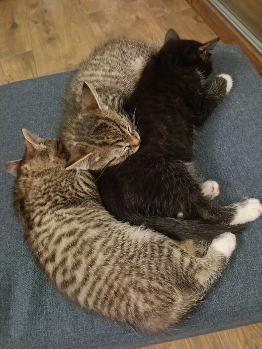 Oddam kotki w dobre ręce