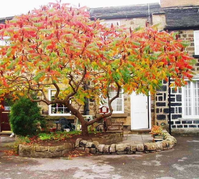 Сумах оленерогий (Rhus typhina) 1,5-2 м