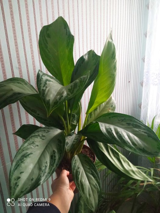 Шикарні аглаонеми